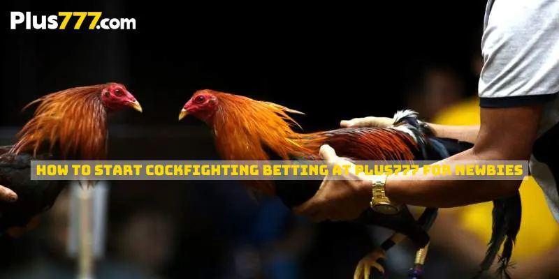 how to start cockfighting