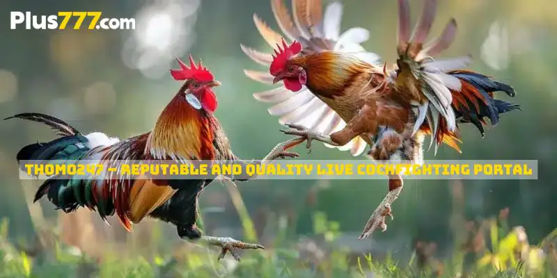 Thomo247 – Reputable And Quality Live Cockfighting Platform