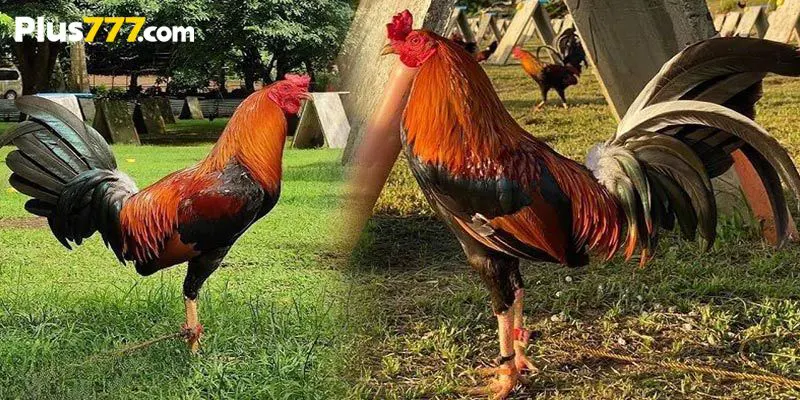 Top 5 Popular Fighting Chicken Breeds In The Philippines