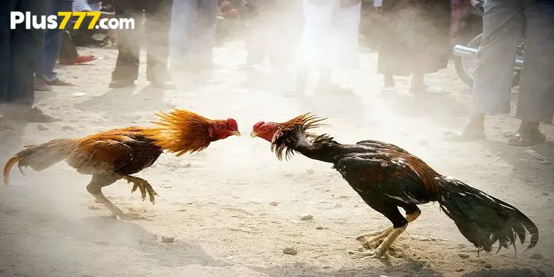 How to choose the right cockfighting match to bet on Plus777