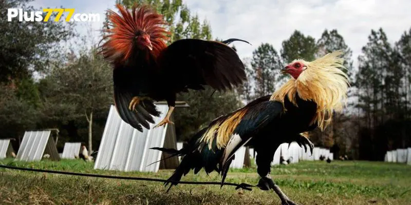 Top 5 popular fighting chicken breeds in the Philippines